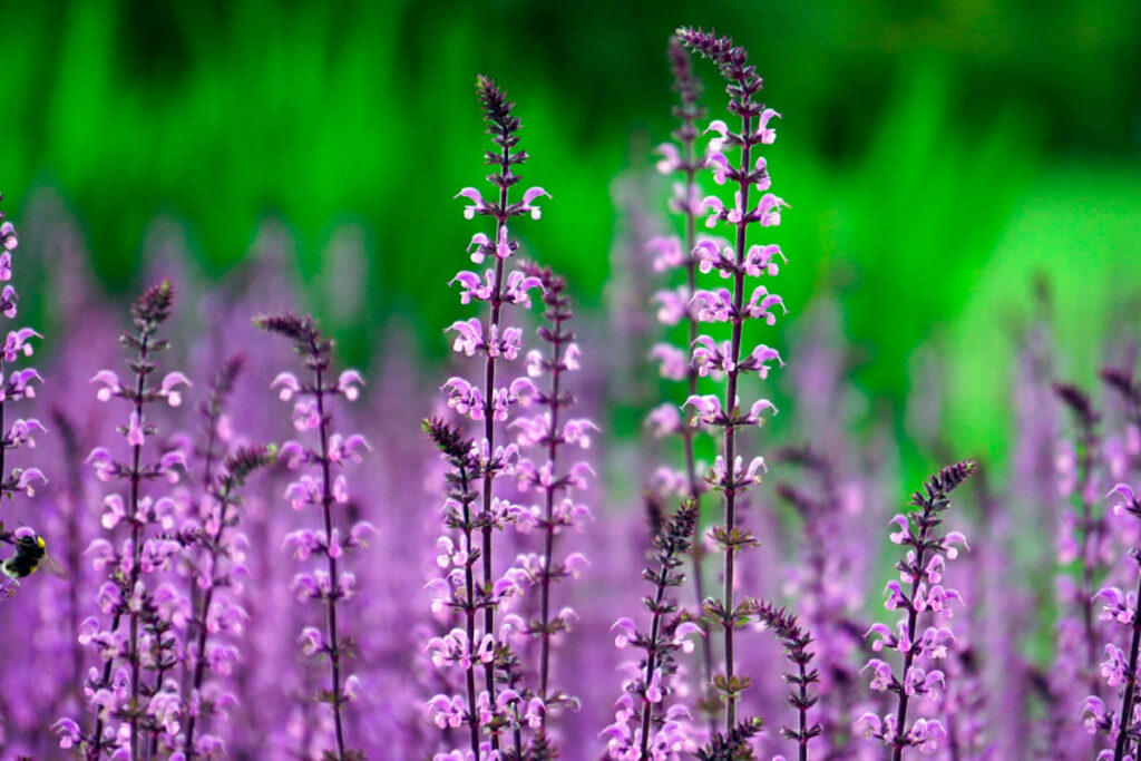 Terapias Florais: a Cura pelas Flores